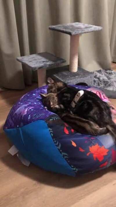 That’s their nightly ritual