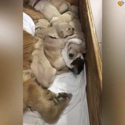 Cat snuggling among puppies