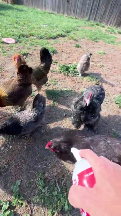 Just some dogs and chickens sharing pup cup time. 😋 🐾 🐓