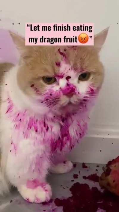 when your cat steel the dragon fruit when you're not home