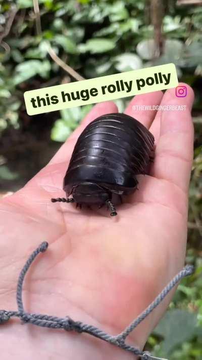 Huge rolly polly