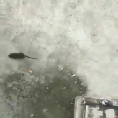 Coitado do TT, muca tô chorando 😄😄😄😄