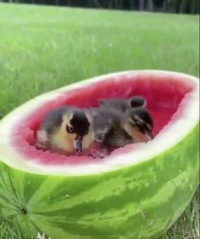 Watermelon Spa