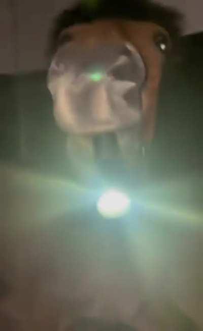 DoglaREDDIT - Video #1997