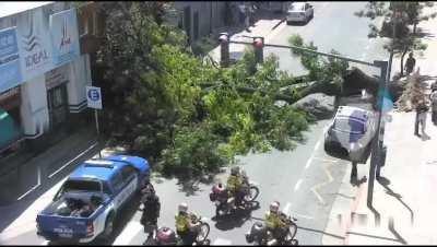 Córdoba: Una chica se bajó del auto y le cayó un arbol encima, sufrió heridas leves
