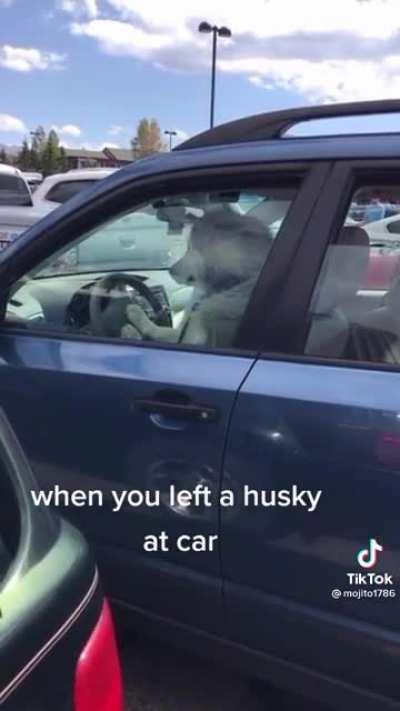 Husky knows