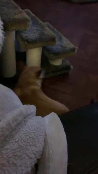 Daily conversations with my dogs: USE THE STAIRS