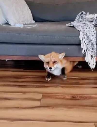 Fox stuck