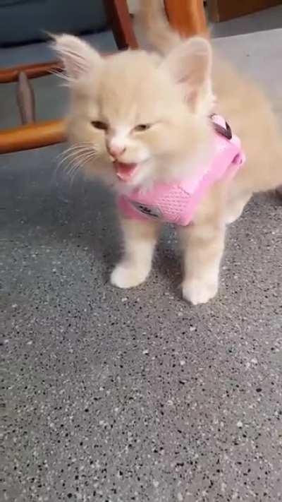 Ever wondered where the stall sound from Cessna is coming from?