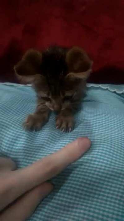 I just woke up, 3 in the morning, with these tiny meows outside my house, when I came outside I found this little guy alone