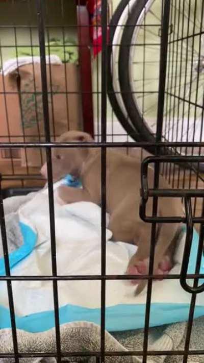 this is puppy. he’s about to be a foster fail 😍