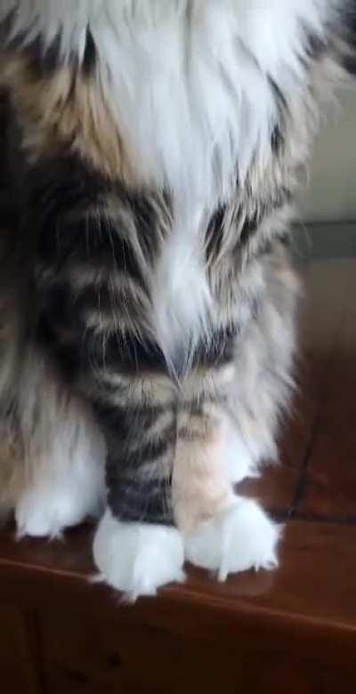 My bf’s maine coon, Mocha, is gorgeous