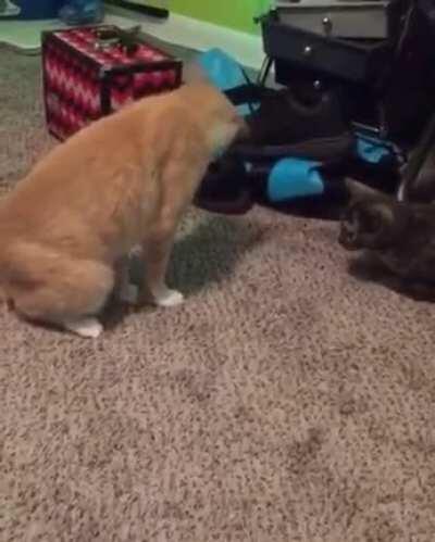 What happens when I stand on my own tail...