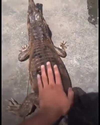 Do not pat the aligator