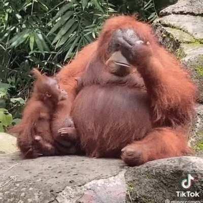 🔥 Orangutan tries on sunglasses