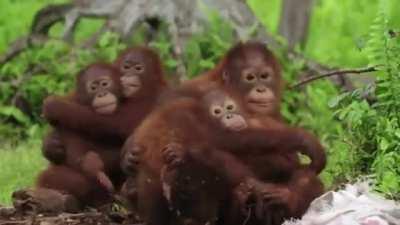 A rubber cobra is being used to teach orangutan orphans to fear snakes in the wild