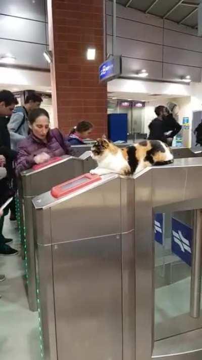It's meow station