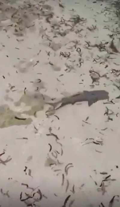A nurse shark having a nice, calm, relaxing morning swim.