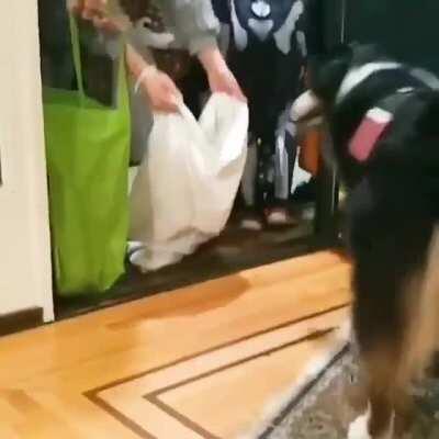 Best Passing out halloween candy helper ever!