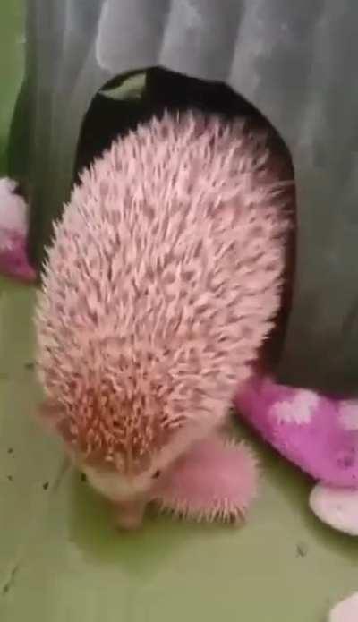 In case you've never seen baby hedgehogs