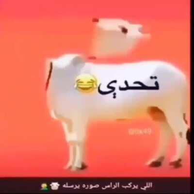 See cow head is rotat becouse he will not go to broh-bama شاهد رأس بقرة مستدير لأنه لن يذهب إلى بروه باما 😂😂😎👍 this is what will happen if u dont listen to eleder هذا ما سيحدث إذا لم تستمع إليدر 😂😂🤣🤣🍌🍌🍌🏳️‍🌈🇹🇷🇦🇿🦃🇹🇷🏳️‍🌈🇹🇷🦃🦃🇹🇷🏳️‍🌈🦃🇹🇷🦃🇦🇿