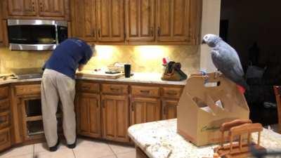Parrot ask his owner if he's alright after he bumps his head