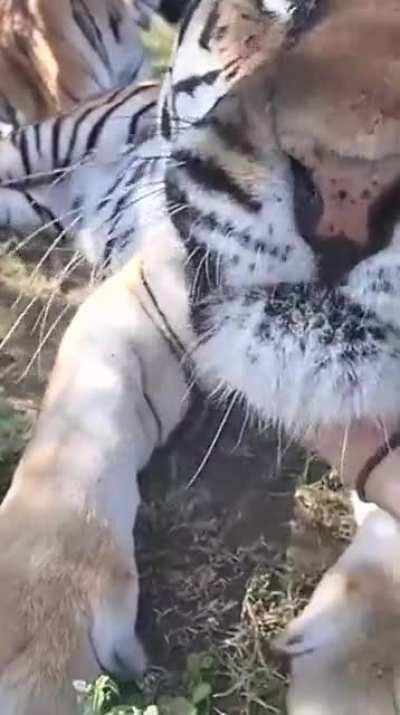 Chatty giant getting Morning rubs