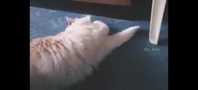CaT SuffeRs AgoNIziNG DeATh