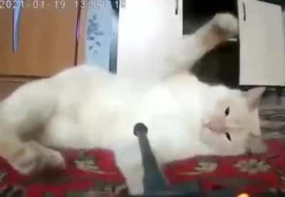 CaT gEtS bRuTaLlY aTtAcKeD bY a TaNk