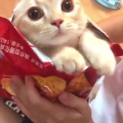 chips cat