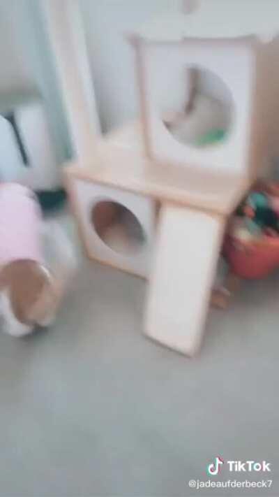 waiting for her food dispenser