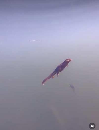 These newts are cute but the low visibility is giving me ANXIETY