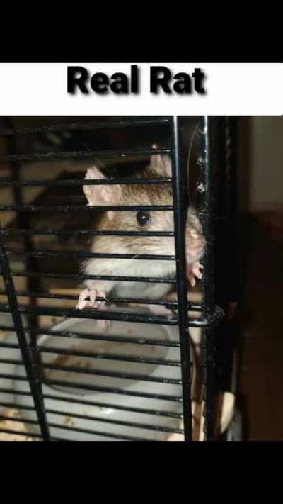 Real Rat (He's mine)