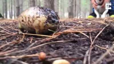 annoying everyone in the rainforest with its attention grabbing screams 🙄