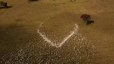 Farmer, Ben Jackson from Guyra in NSW, found a special way to pay tribute to his Aunty Deb Cowdery. He wasn’t able to go to the funeral because of border closures. “I feel a bit hopeless here on the farm, but I wanted to show my love somehow,”