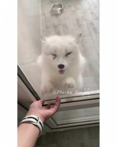 White fox