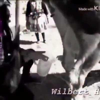 Im'ma milk the cow my way