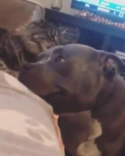 His friend's licks make him very happy