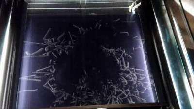 This is what Alpha radiation looks like in a cloud chamber