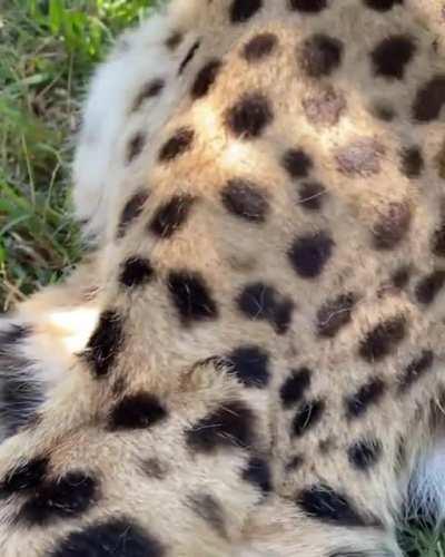 Slow blinkies - the ultimate cat “I love you”