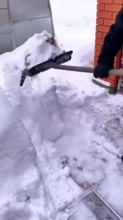 This snow loving cat
