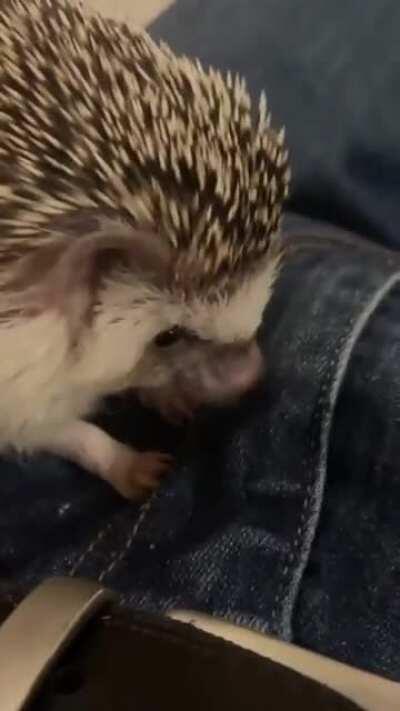 Wat are u doing Stephog?!