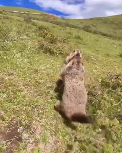 A groundhog can't contain his love for biscuits 