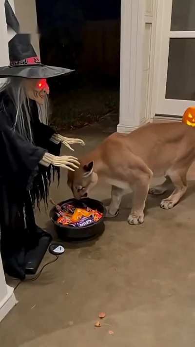 Helloweentown🎃🍬💀🍭🍬👻🍫