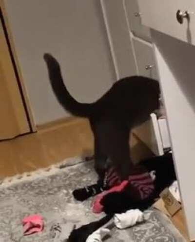 Where the heck did they stash my nip