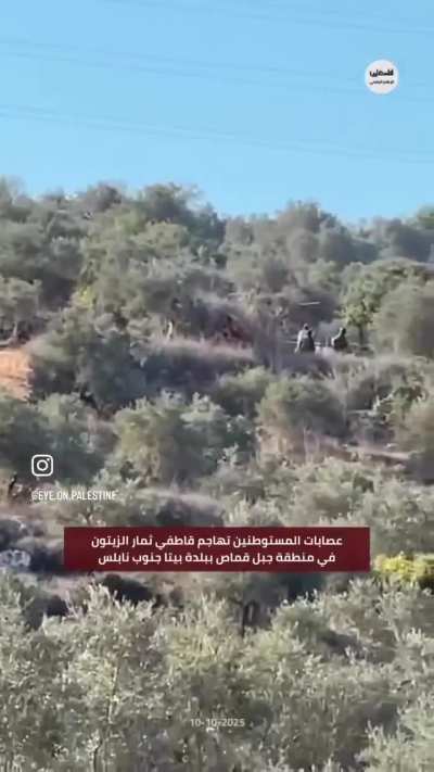 Settlers, accompanied by the Israeli occupation army, attacked olive pickers in the town of Beita, south of Nablus.