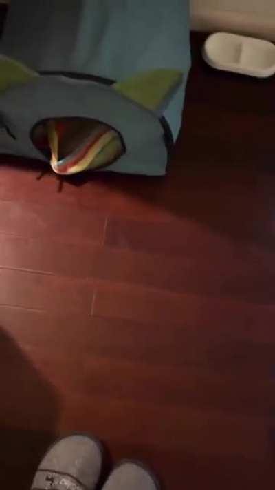 He steals so many socks, they ought to name him 'clothes dryer'.