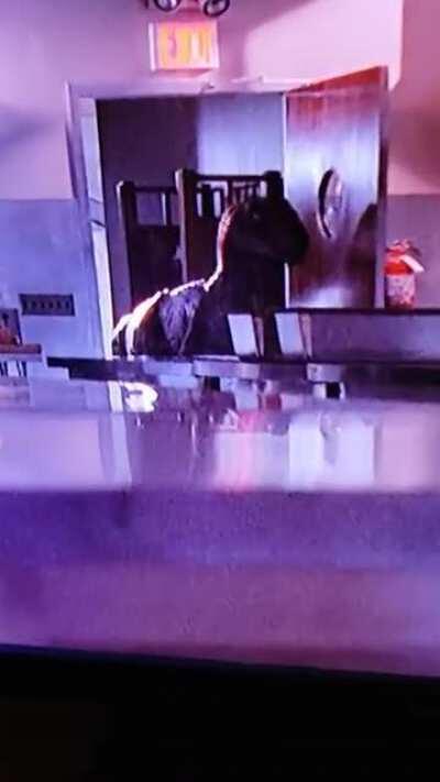 In Jurassic Park (1993), a raptor trainer is seen motivating a raptor by patting its tail before it goes into the kitchen to hunt some children