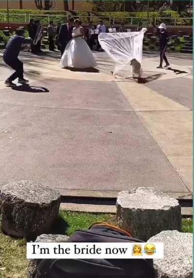 Dog is the bride now