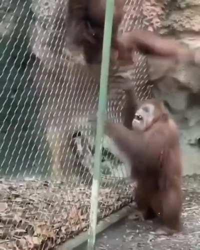 MUCALOL SENDO COMPLETAMENTE APAVORADO POR DIAMANTES COMUNS DA MESMA ESPÉCIE